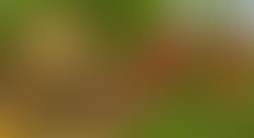 A blurred image with indistinct green and brown tones.
