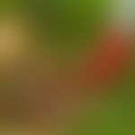 A blurred image with green and brown tones, hinting at a natural scene.