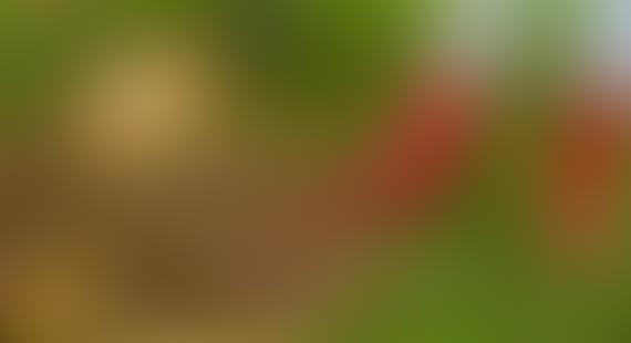 A blurred image with green and brown tones, hinting at a natural scene.