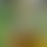 green and yellow garden-like color blur