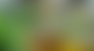 green and yellow garden-like color blur