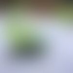 soft-focus green object on snowy white foreground