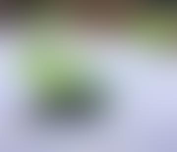 soft-focus green object on snowy white foreground