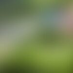 Blurry green landscape with hints of blue and pink.
