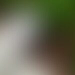 Blurred image with green and white colors.