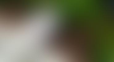 Blurred image with green and white colors.