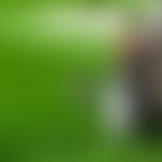 Blurred image with green and brown tones, unclear subject.