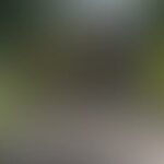 Blurred image of a road with greenery and a building in the background.