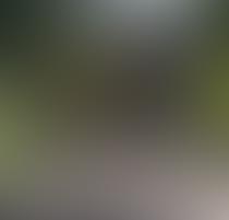 Blurred image of a road with greenery and a building in the background.